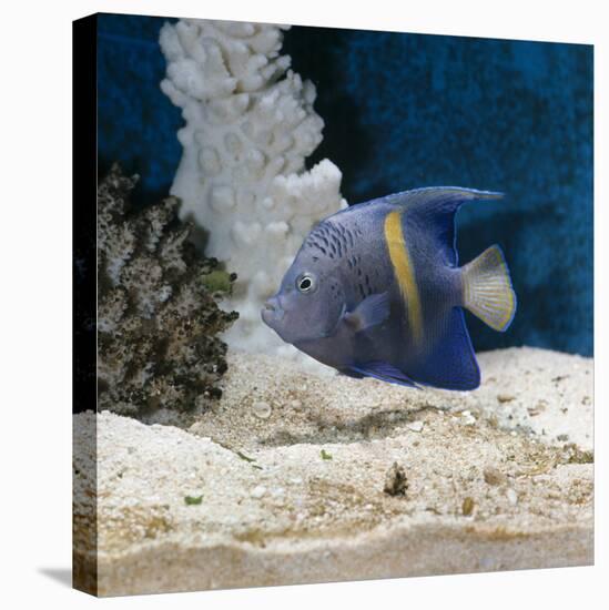 Yellowbar Purplemoon Angelfish Captive-Jane Burton-Stretched Canvas