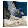 Yellowbar Purplemoon Angelfish Captive-Jane Burton-Stretched Canvas