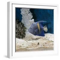 Yellowbar Purplemoon Angelfish Captive-Jane Burton-Framed Photographic Print