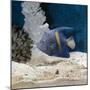 Yellowbar Purplemoon Angelfish Captive-Jane Burton-Mounted Photographic Print