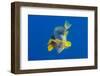 Yellowbelly Hamlets (Hypoplectrus Aberrans) Pair Spawning at Dusk (Artifically Backlit)-Alex Mustard-Framed Photographic Print
