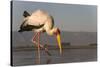 Yellowbilled stork (Mycteria ibis), Zimanga private game reserve, KwaZulu-Natal, South Africa, Afri-Ann and Steve Toon-Stretched Canvas