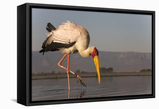 Yellowbilled stork (Mycteria ibis), Zimanga private game reserve, KwaZulu-Natal, South Africa, Afri-Ann and Steve Toon-Framed Stretched Canvas