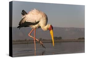 Yellowbilled stork (Mycteria ibis), Zimanga private game reserve, KwaZulu-Natal, South Africa, Afri-Ann and Steve Toon-Stretched Canvas