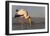 Yellowbilled stork (Mycteria ibis), Zimanga private game reserve, KwaZulu-Natal, South Africa, Afri-Ann and Steve Toon-Framed Photographic Print