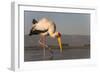 Yellowbilled stork (Mycteria ibis), Zimanga private game reserve, KwaZulu-Natal, South Africa, Afri-Ann and Steve Toon-Framed Photographic Print