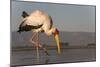 Yellowbilled stork (Mycteria ibis), Zimanga private game reserve, KwaZulu-Natal, South Africa, Afri-Ann and Steve Toon-Mounted Photographic Print