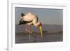 Yellowbilled stork (Mycteria ibis), Zimanga private game reserve, KwaZulu-Natal, South Africa, Afri-Ann and Steve Toon-Framed Photographic Print