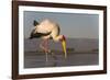 Yellowbilled stork (Mycteria ibis), Zimanga private game reserve, KwaZulu-Natal, South Africa, Afri-Ann and Steve Toon-Framed Photographic Print