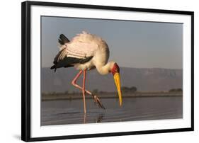 Yellowbilled stork (Mycteria ibis), Zimanga private game reserve, KwaZulu-Natal, South Africa, Afri-Ann and Steve Toon-Framed Photographic Print