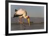 Yellowbilled stork (Mycteria ibis), Zimanga private game reserve, KwaZulu-Natal, South Africa, Afri-Ann and Steve Toon-Framed Photographic Print