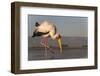 Yellowbilled stork (Mycteria ibis), Zimanga private game reserve, KwaZulu-Natal, South Africa, Afri-Ann and Steve Toon-Framed Photographic Print