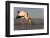 Yellowbilled stork (Mycteria ibis), Zimanga private game reserve, KwaZulu-Natal, South Africa, Afri-Ann and Steve Toon-Framed Photographic Print