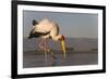 Yellowbilled stork (Mycteria ibis), Zimanga private game reserve, KwaZulu-Natal, South Africa, Afri-Ann and Steve Toon-Framed Photographic Print