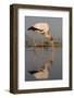 Yellowbilled Stork (Mycteria Ibis), Zimanga Private Game Reserve, Kwazulu-Natal, South Africa-Ann & Steve Toon-Framed Photographic Print