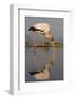 Yellowbilled Stork (Mycteria Ibis), Zimanga Private Game Reserve, Kwazulu-Natal, South Africa-Ann & Steve Toon-Framed Photographic Print