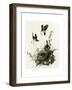 Yellowbreasted Chat-null-Framed Giclee Print