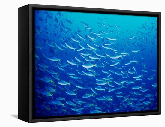 Yellowfin Fusilier-null-Framed Stretched Canvas