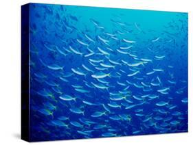 Yellowfin Fusilier-null-Stretched Canvas