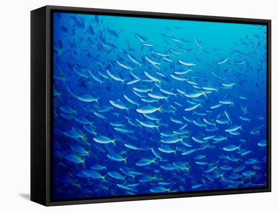 Yellowfin Fusilier-null-Framed Stretched Canvas