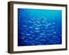 Yellowfin Fusilier-null-Framed Premium Photographic Print