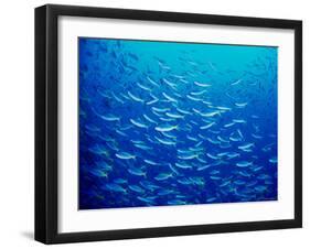 Yellowfin Fusilier-null-Framed Premium Photographic Print