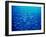 Yellowfin Fusilier-null-Framed Premium Photographic Print