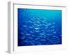 Yellowfin Fusilier-null-Framed Premium Photographic Print