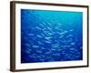 Yellowfin Fusilier-null-Framed Photographic Print