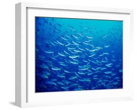 Yellowfin Fusilier-null-Framed Photographic Print