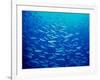 Yellowfin Fusilier-null-Framed Photographic Print