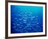 Yellowfin Fusilier-null-Framed Photographic Print