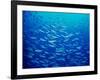 Yellowfin Fusilier-null-Framed Photographic Print