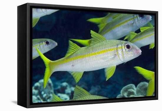 Yellowfin Goatfish (Mulloidichthys vanicolensis) adults, shoal swimming, Barat Daya Islands-Colin Marshall-Framed Stretched Canvas