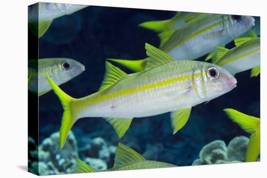 Yellowfin Goatfish (Mulloidichthys vanicolensis) adults, shoal swimming, Barat Daya Islands-Colin Marshall-Stretched Canvas