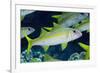 Yellowfin Goatfish (Mulloidichthys vanicolensis) adults, shoal swimming, Barat Daya Islands-Colin Marshall-Framed Photographic Print