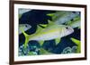 Yellowfin Goatfish (Mulloidichthys vanicolensis) adults, shoal swimming, Barat Daya Islands-Colin Marshall-Framed Photographic Print