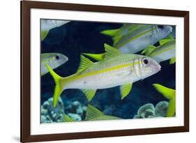 Yellowfin Goatfish (Mulloidichthys vanicolensis) adults, shoal swimming, Barat Daya Islands-Colin Marshall-Framed Photographic Print