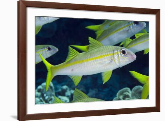 Yellowfin Goatfish (Mulloidichthys vanicolensis) adults, shoal swimming, Barat Daya Islands-Colin Marshall-Framed Photographic Print