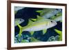 Yellowfin Goatfish (Mulloidichthys vanicolensis) adults, shoal swimming, Barat Daya Islands-Colin Marshall-Framed Photographic Print