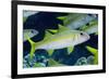 Yellowfin Goatfish (Mulloidichthys vanicolensis) adults, shoal swimming, Barat Daya Islands-Colin Marshall-Framed Photographic Print