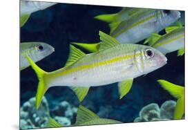 Yellowfin Goatfish (Mulloidichthys vanicolensis) adults, shoal swimming, Barat Daya Islands-Colin Marshall-Mounted Photographic Print