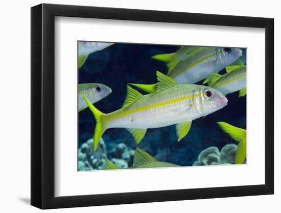 Yellowfin Goatfish (Mulloidichthys vanicolensis) adults, shoal swimming, Barat Daya Islands-Colin Marshall-Framed Photographic Print