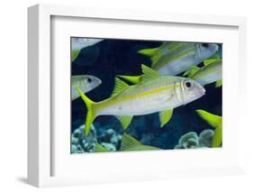 Yellowfin Goatfish (Mulloidichthys vanicolensis) adults, shoal swimming, Barat Daya Islands-Colin Marshall-Framed Photographic Print