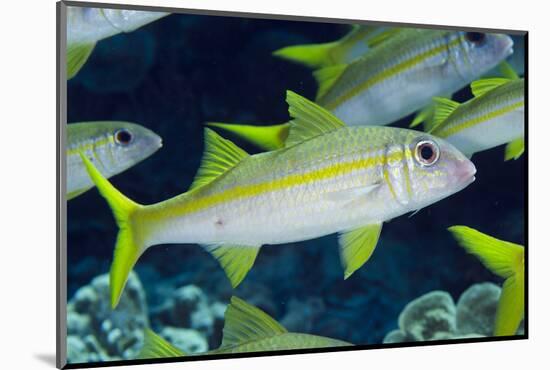 Yellowfin Goatfish (Mulloidichthys vanicolensis) adults, shoal swimming, Barat Daya Islands-Colin Marshall-Mounted Photographic Print