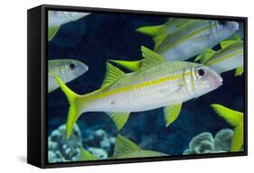 Yellowfin Goatfish (Mulloidichthys vanicolensis) adults, shoal swimming, Barat Daya Islands-Colin Marshall-Framed Stretched Canvas