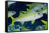 Yellowfin Goatfish (Mulloidichthys vanicolensis) adults, shoal swimming, Barat Daya Islands-Colin Marshall-Framed Stretched Canvas