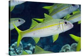 Yellowfin Goatfish (Mulloidichthys vanicolensis) adults, shoal swimming, Barat Daya Islands-Colin Marshall-Stretched Canvas