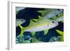 Yellowfin Goatfish (Mulloidichthys vanicolensis) adults, shoal swimming, Barat Daya Islands-Colin Marshall-Framed Photographic Print