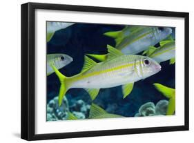 Yellowfin Goatfish (Mulloidichthys vanicolensis) adults, shoal swimming, Barat Daya Islands-Colin Marshall-Framed Photographic Print